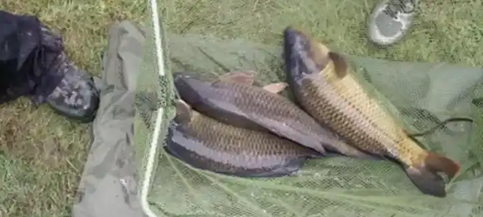 Three Carp In The Net Ready For Stocking