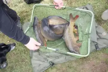 Five Carp In The Net Ready For Stocking