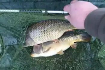 Another Two Carp In The Net Ready For Stocking